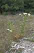Photo ofScentless Mayweed (Tripleurospermum perforatum). Photographer: 