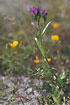 Foto af Strand-Tusindgylden (Centaurium littorale var. littorale). Fotograf: 