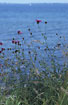 Photo ofGreater Knapweed (Centaurea scabiosa). Photographer: 