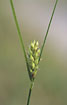 Photo ofHairy Sedge (Carex hirta). Photographer: 