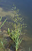 Flowering Water-plantain at the water edge