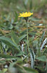 Flowering Mouse-ear-hawkweed 