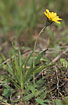 Photo ofMouse-ear-hawkweed (Pilosella officinarum). Photographer: 