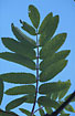 Leaf of Rowan against the deep blue sky