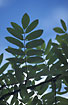 Photo ofRowan (Sorbus aucuparia). Photographer: 