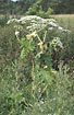 Flowering Giant Hogweed 