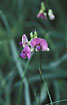 Photo ofBitter-vetch (Lathyrus linifolius). Photographer: 