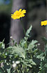 Foto af Gul Okseje (Chrysanthemum segetum). Fotograf: 
