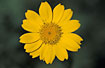 Flower of Corn Marigold