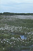 View to the patchy wetland at the northshores of the island of Ls