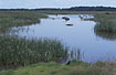 Large pond on the tidal meadows at Rnnerne, Ls