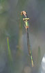 Photo ofScarce Emerald Damselfly (Lestes dryas). Photographer: 