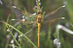 Newly hatched Yellow-winged Darter