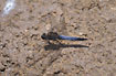 Black-tailed Skimmer on a stone