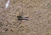 Black-tailed Skimmer on a rock