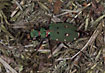 Green Tiger Beetle seen dorsaly