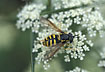 The hoverfly Chrysotoxum cautum on a flower