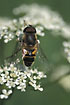 Hoverfly on the hunt for some nectar