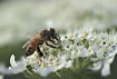 Photo ofHoney bee (Apis mellifera). Photographer: 