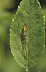 Like all Tetragnatha this species has at very typical posture