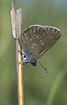 Photo ofAlcon Blue (Maculinea alcon). Photographer: 