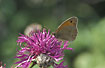 Male Meadow Brown on Greater Knapweed 