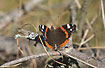 Red Admiral in the forest floor