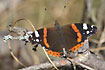 Red Admiral in the forest floor