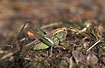 Photo ofBog Bush-Cricket (Metrioptera brachyptera). Photographer: 