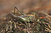 Profile of Bog Bush-cricket