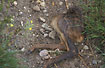 The remains of a roe deer kid. Maybe killed by a fox.