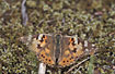 Worn individual of the Painted Lady