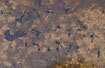 Tadpoles of Natterjack Toad in a small puddle