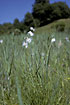 Photo ofCommon Cottongrass (Eriophorum angustifolium). Photographer: 