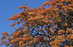 Pedunculate Oak in autumn