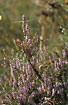 Photo ofHeather (Calluna vulgaris). Photographer: 