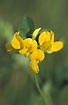 Close-up of Greater Birds-foot-trefoil