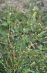 Foto af Fersken-Pileurt (Persicaria maculosa). Fotograf: 