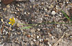 Photo ofCreeping Spearwort  (Ranunculus reptans). Photographer: 