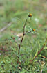 Photo ofTrifid Bur-marigold  (Bidens tripartita). Photographer: 
