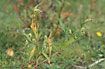 Photo ofRedshank (Persicaria maculosa). Photographer: 
