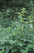 Photo ofCommon Nettle (Urtica dioica). Photographer: 