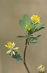 Foto af Fin Klver (Trifolium dubium). Fotograf: 