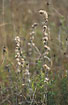 Withered Heath Cudweed