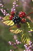 Photo of (Rubus sp.). Photographer: 