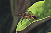 Portrait of the bug Corizus hyoscyami