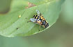 The hoverfly Eristalis horticola