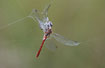A Ruddy Darter has ended its days in a spiderweb