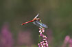 Photo ofRuddy Darter (Sympetrum sanguineum). Photographer: 