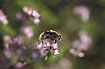 Hoverfly fouraging on flowering Heather